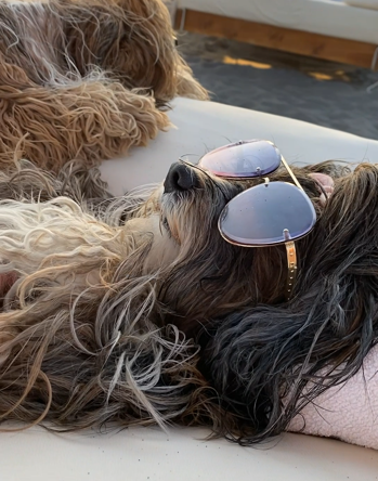 Hundar på stranden som solbadar med solglasögon