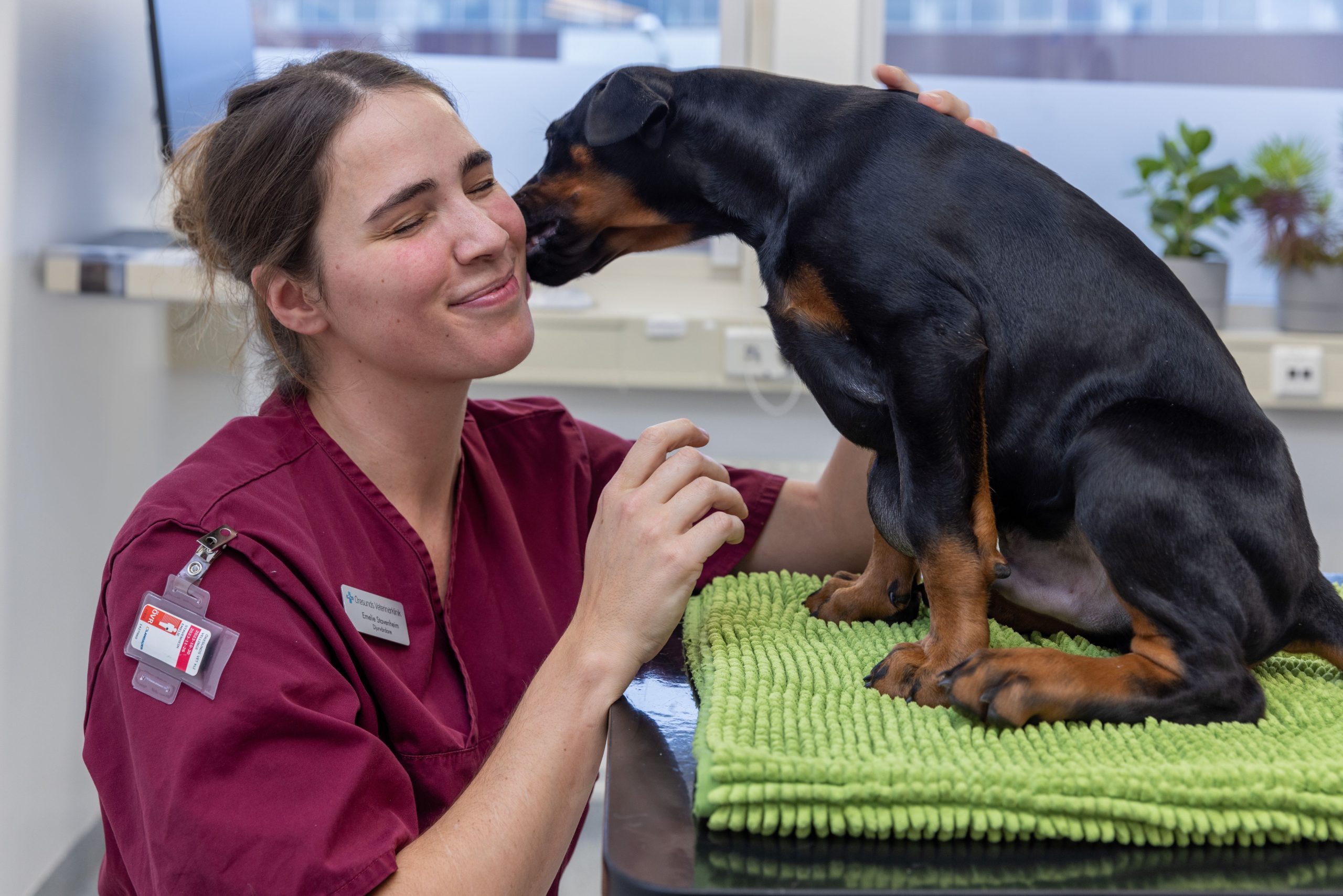 Svart och brun hund sitter på undersökningsbordet och pussar en leende veterinär.
