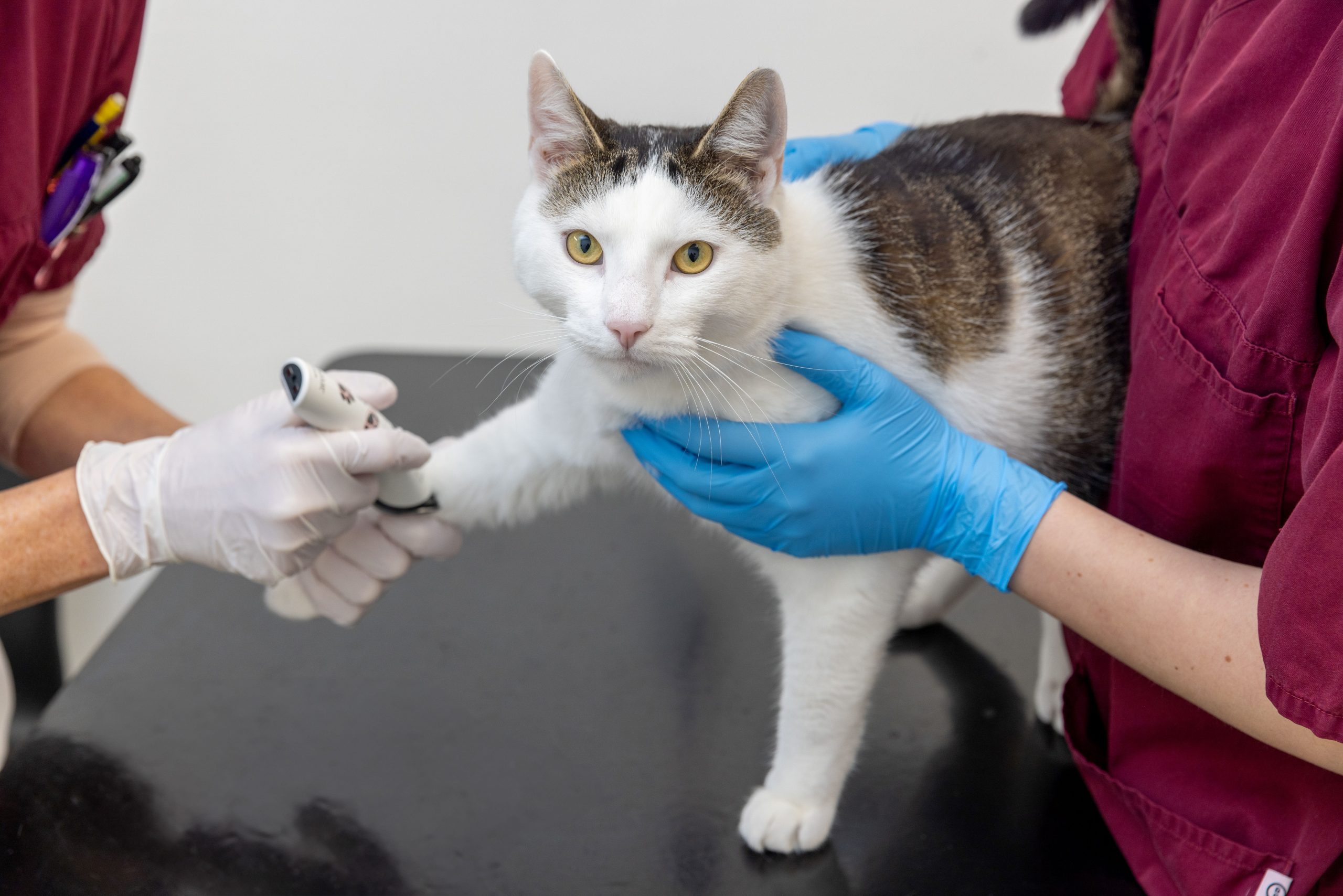 Vit och brun katt tittar mot kameran med lugnt uttryck. En veterinär håller katten varsamt och stadigt, medan en annan håller i dess tass och rakar den.